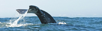 whale tour oregon coast