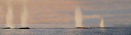 whale tour oregon coast