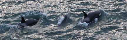 whale tour oregon coast