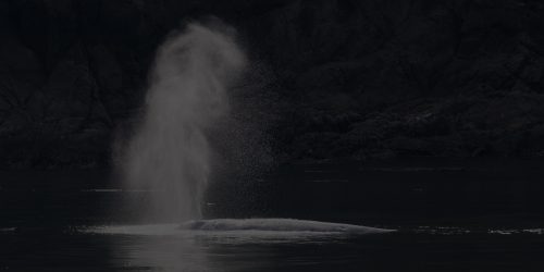 Grey Whale spout in Oregon Southern Coast