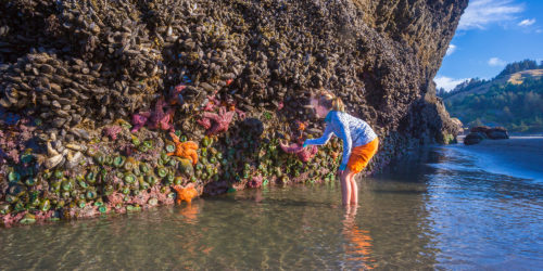 south coast gold beach tidepool child