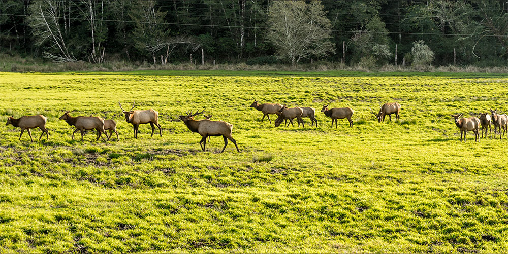 elk herd dean creek