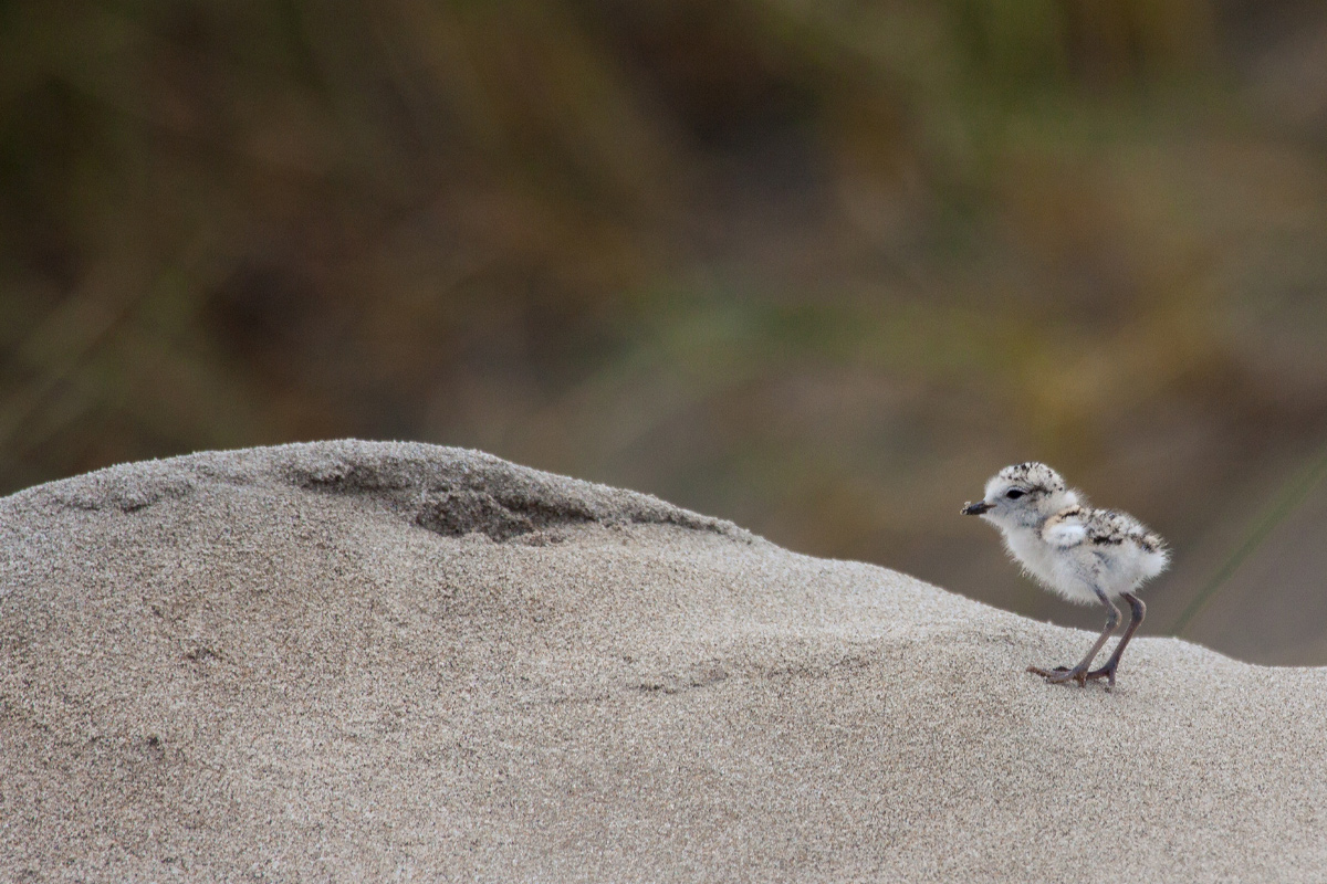 2021MarchApril web Wildlife plover