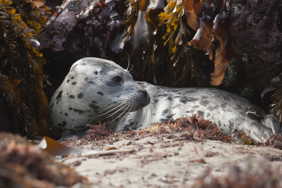 2021MarchApril web Wildlife seal