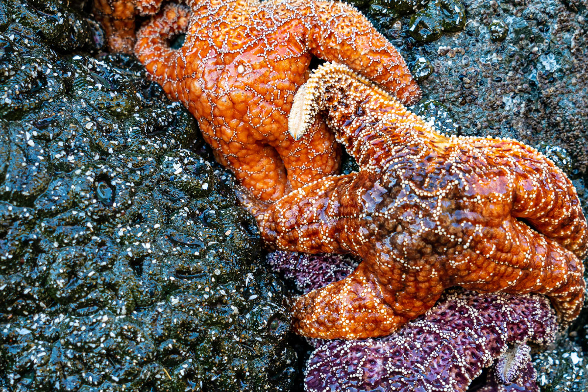 2021MayJune web tidepool small