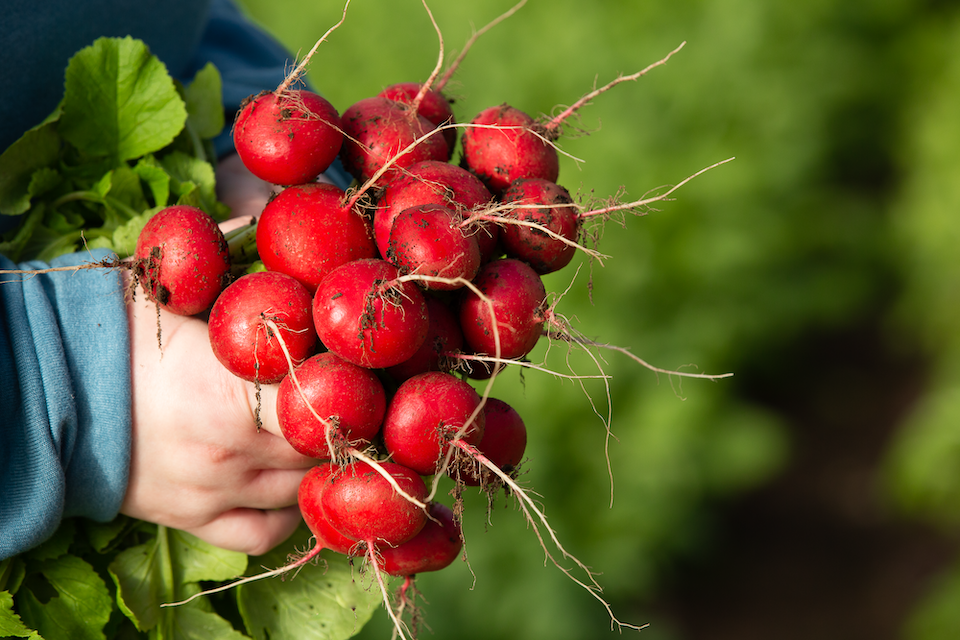 Farm Fresh Radishes