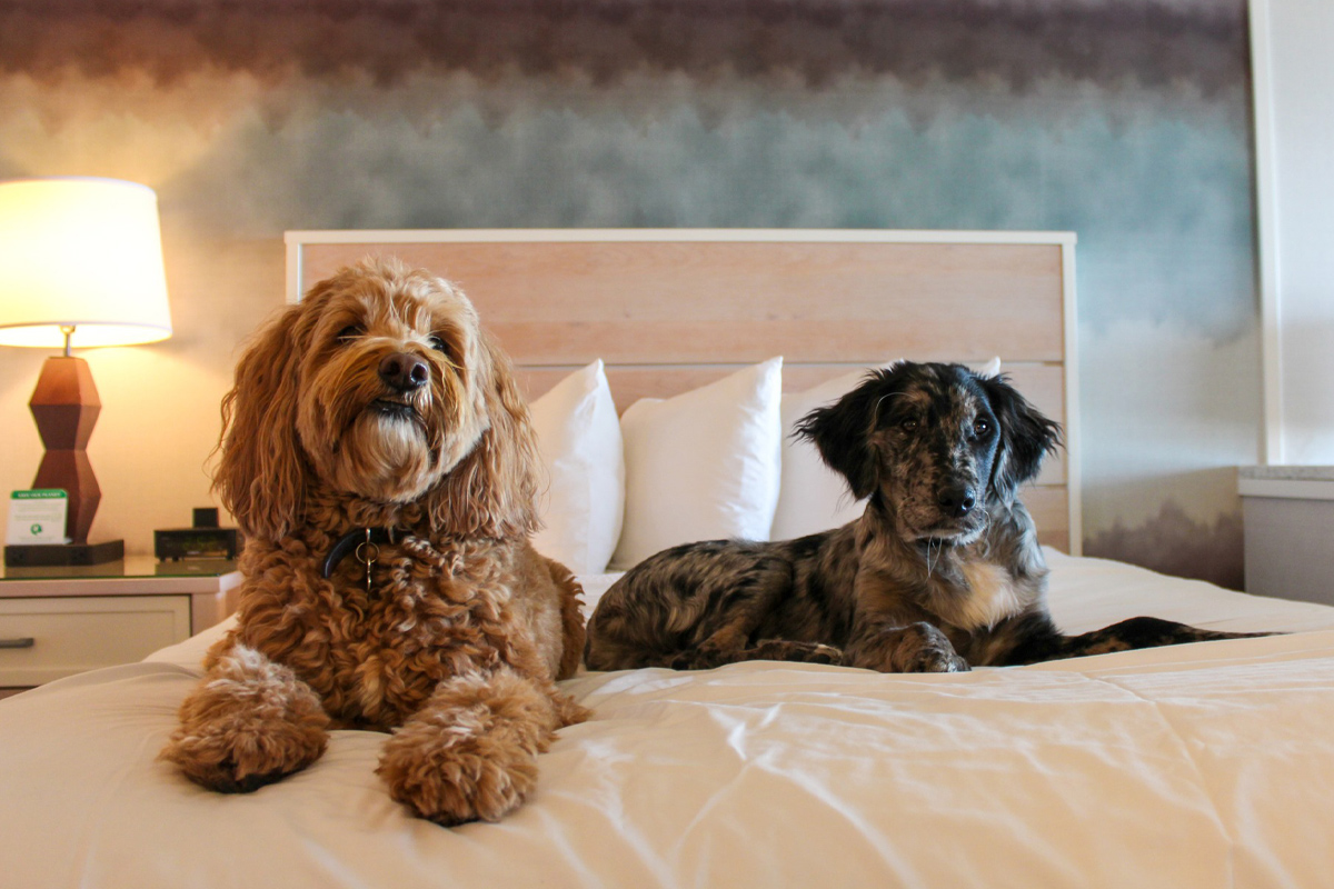 Pet-Friendly Hotels in Newport Beach