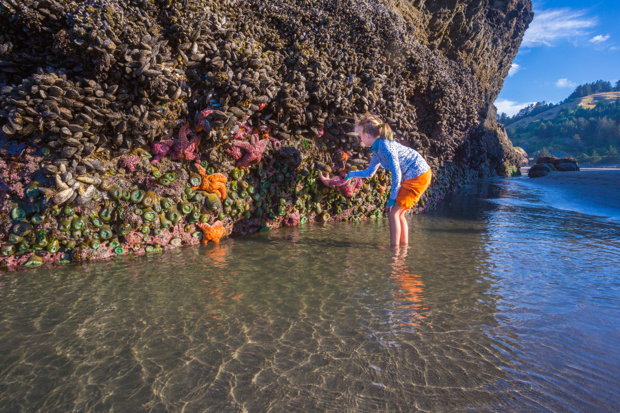 goldbeach meyersbeach tidepools 002 tif