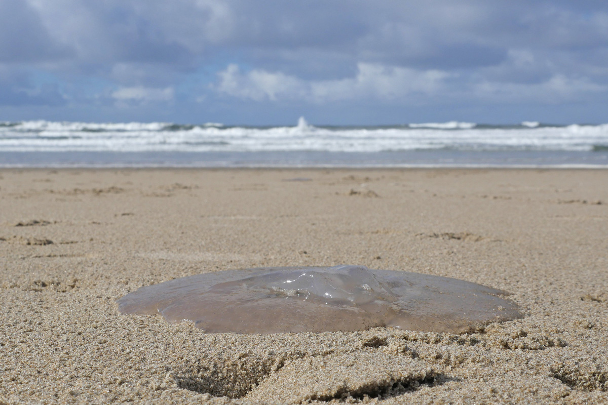 2022MarchApril web floatsam jellyfish