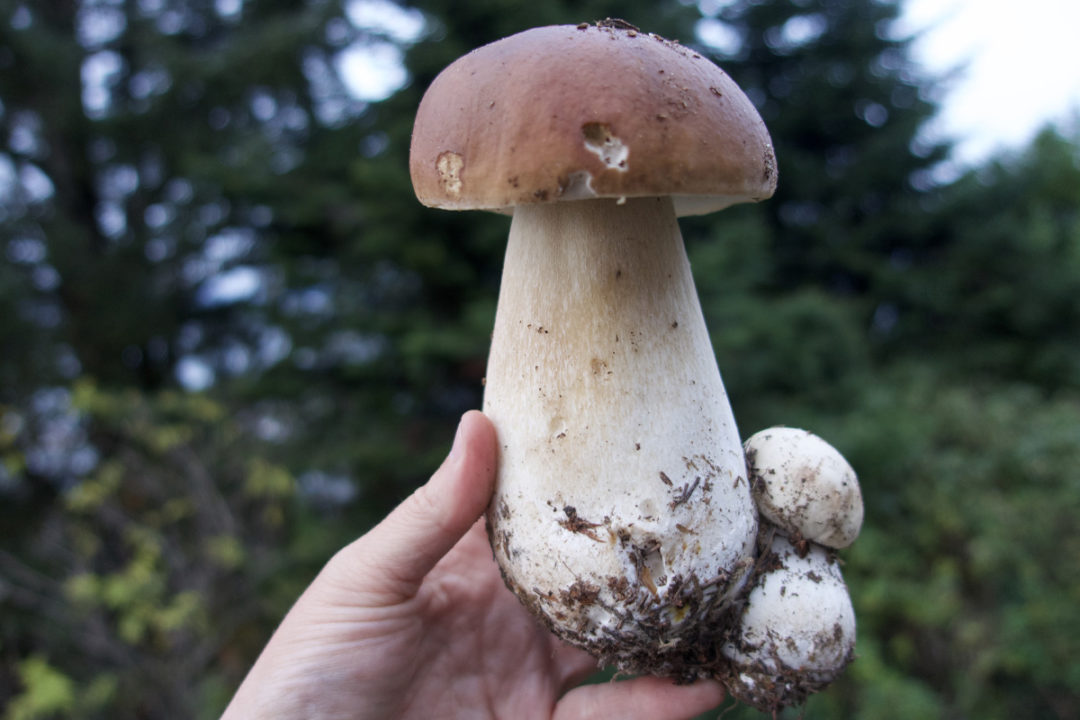 Guide to Wild Mushrooms on the Oregon Coast Oregon Coast Visitors