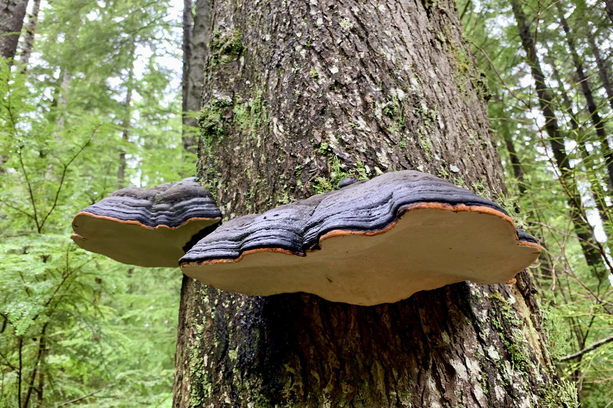 shelf fungi identification