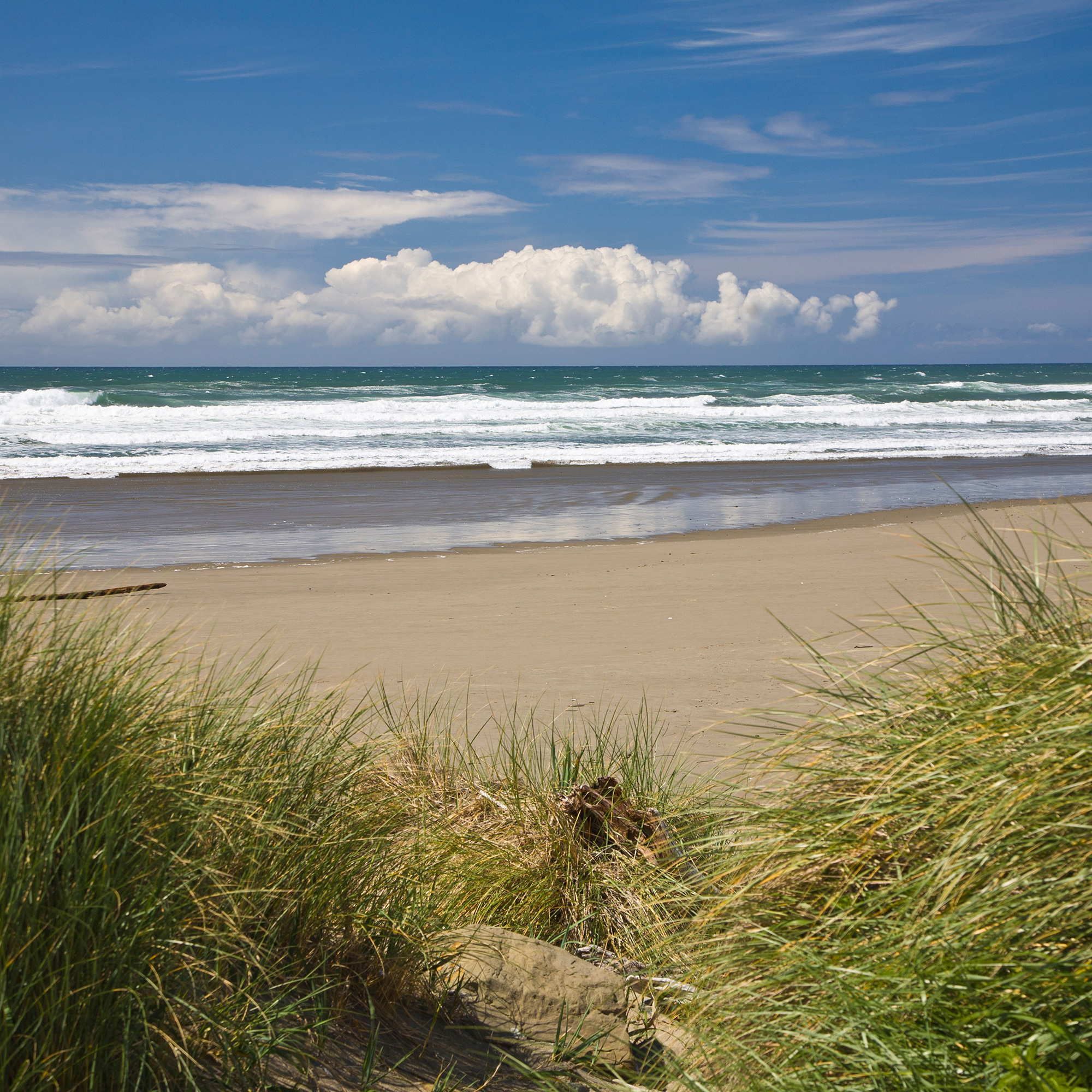 beach grass ocean