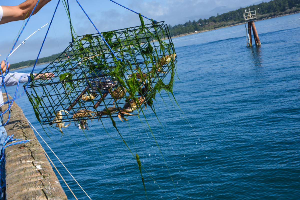 Crab: It's What you Catch for Dinner - Oregon Coast Visitors Association