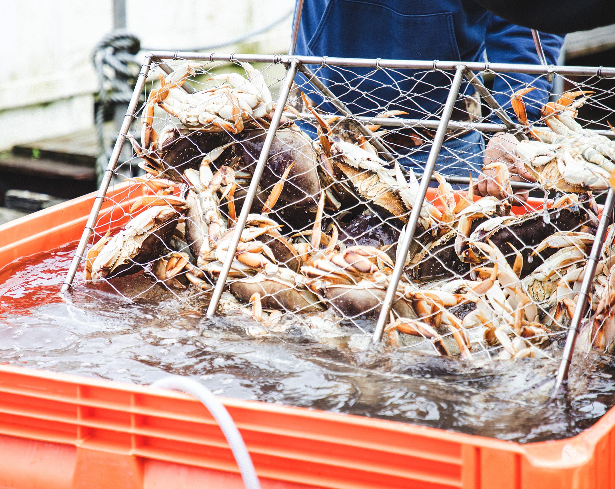 crab pot harvest