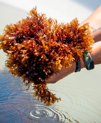 dulse seaweed farm harvest Sophia Knox