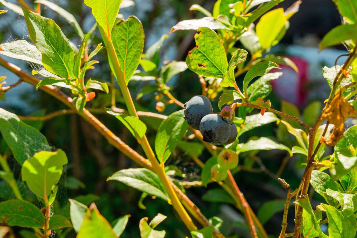 2023May web berries blueberry