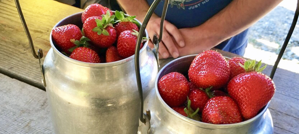 2023May web berries top4