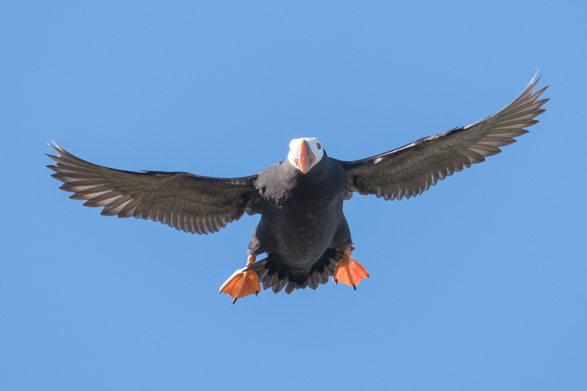 2023May web sea puffin