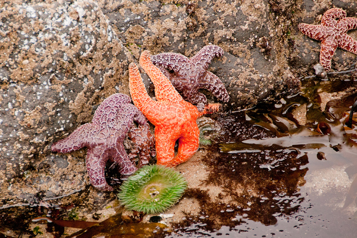 2023Sept tidepool starfish