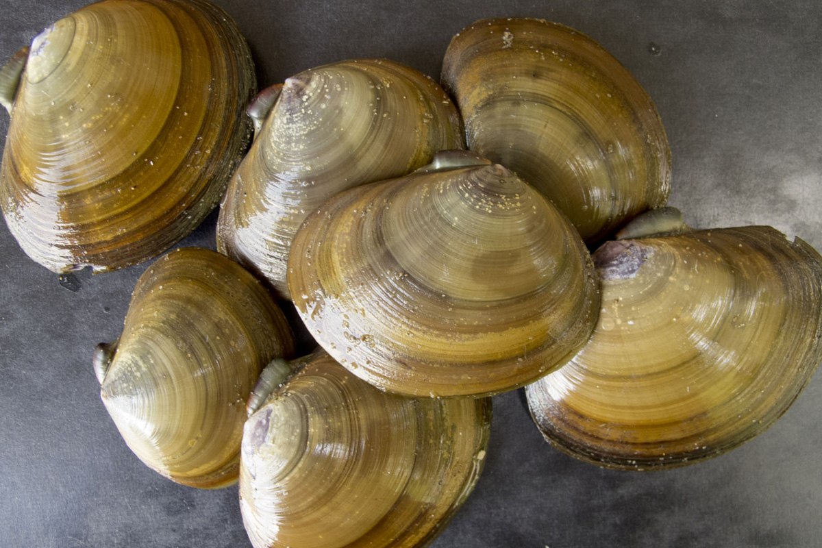 2023Nov culinary clam