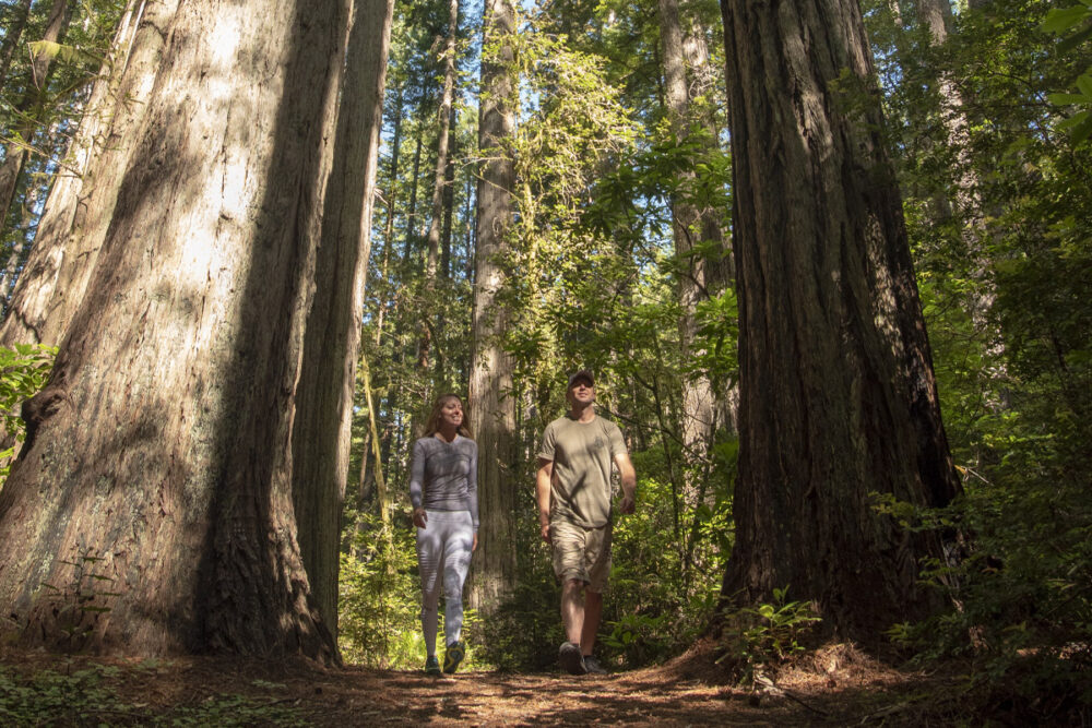 2024Jan hike redwoods