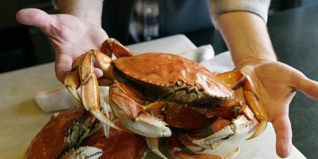 Get to know the Oregon Dungeness Crab Oregon Coast Visitors Association