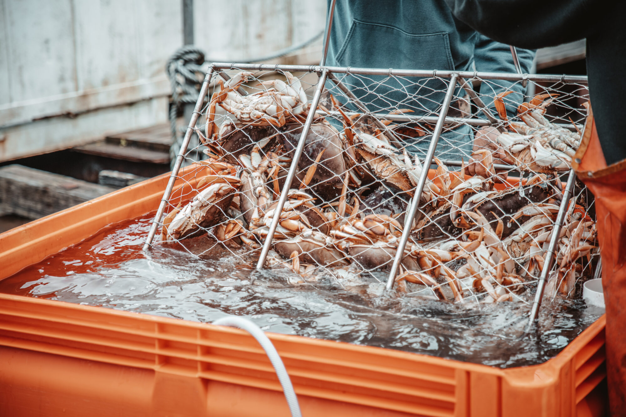 Oregon Dungeness Crab