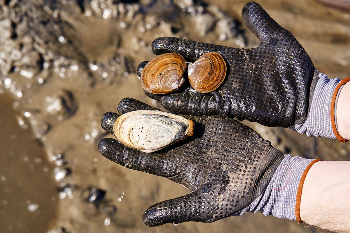 2024March sand clamming