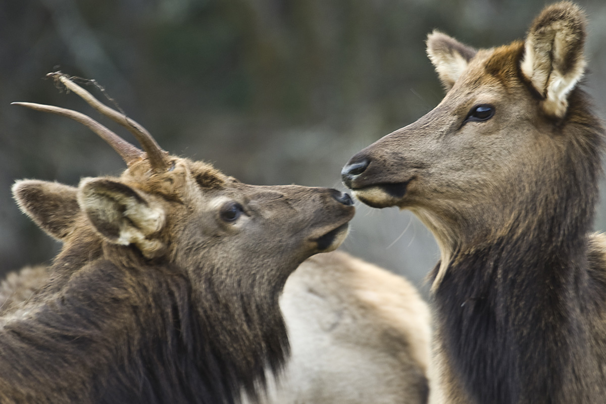 2025Sept elk Jewell