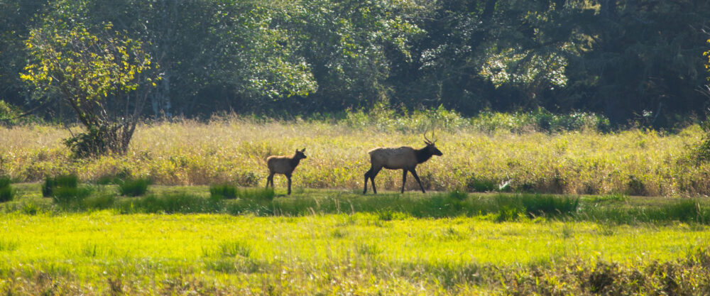 2025Sept elk top