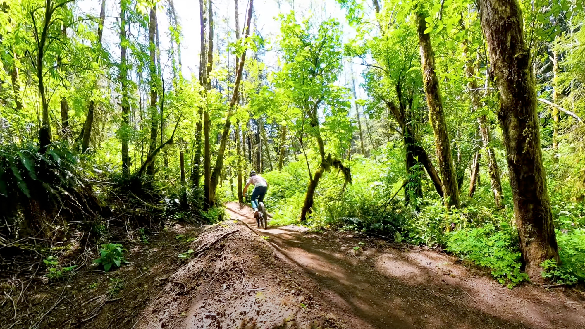forest mountain bike trail daytime