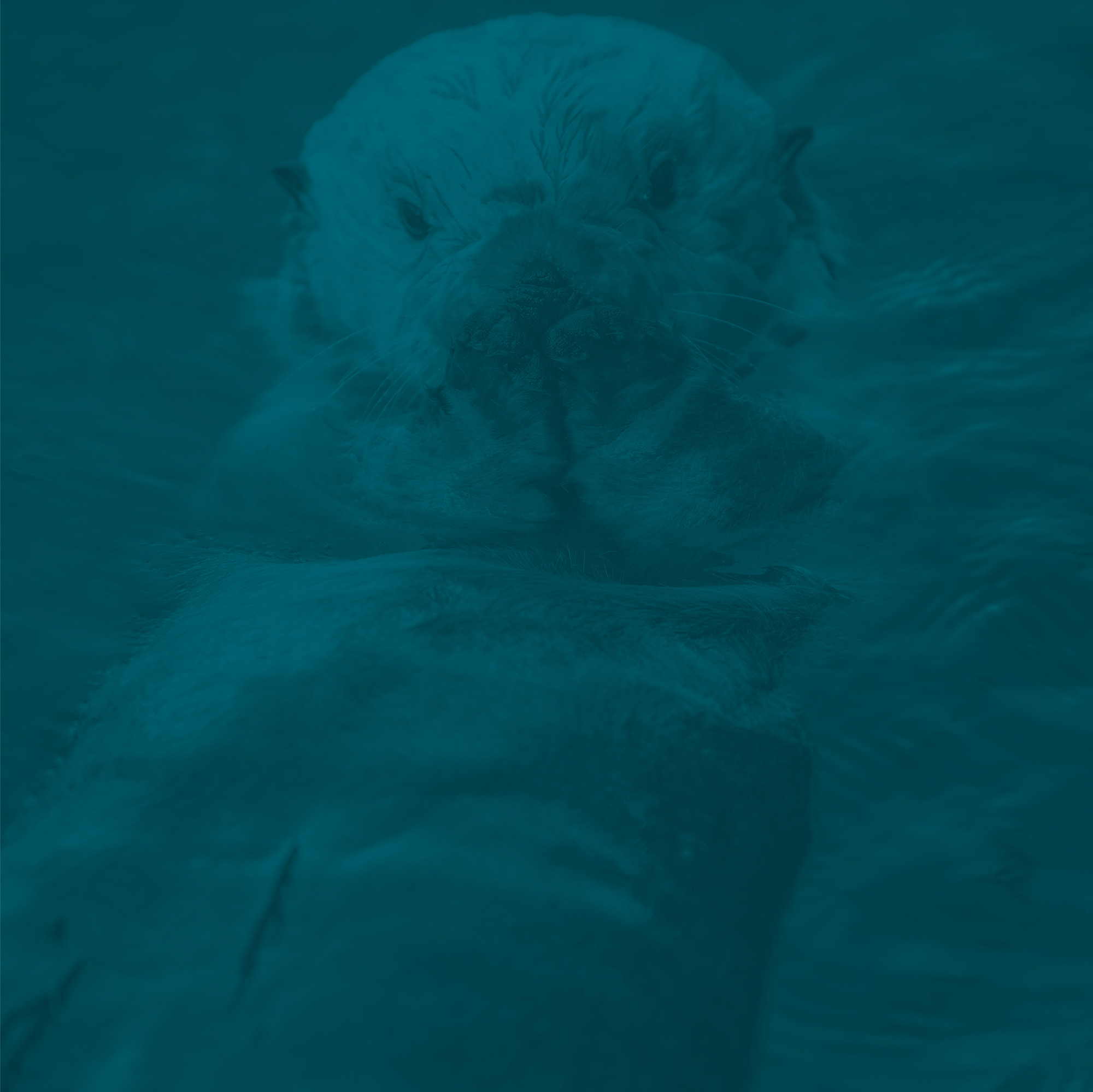 otter back float teal background