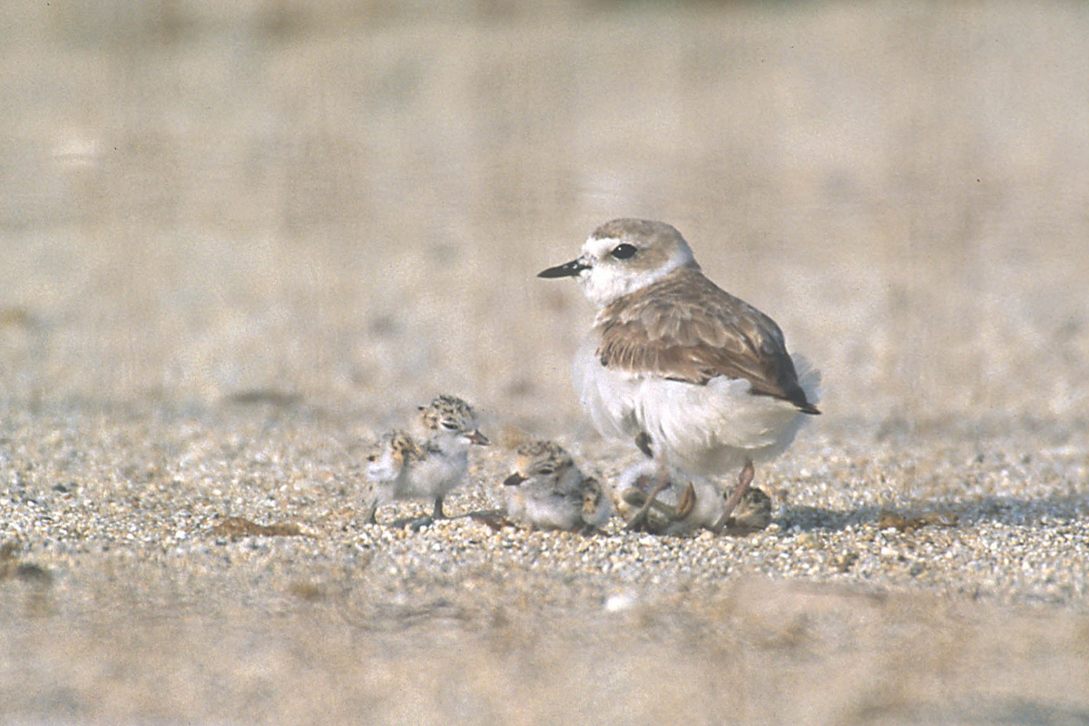 2026March plovers babies