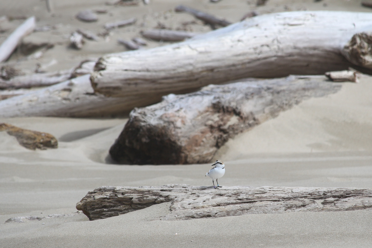 2026March plovers driftwood
