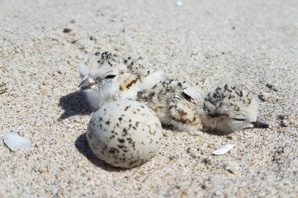 2026March plovers nesting
