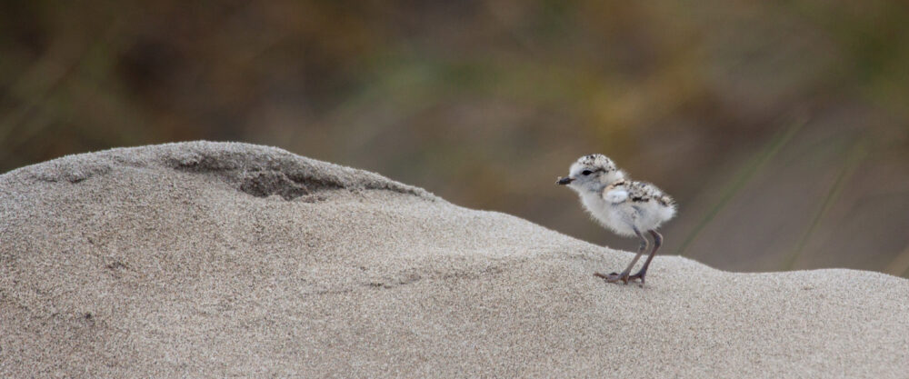 A small bird on a sand dune.
