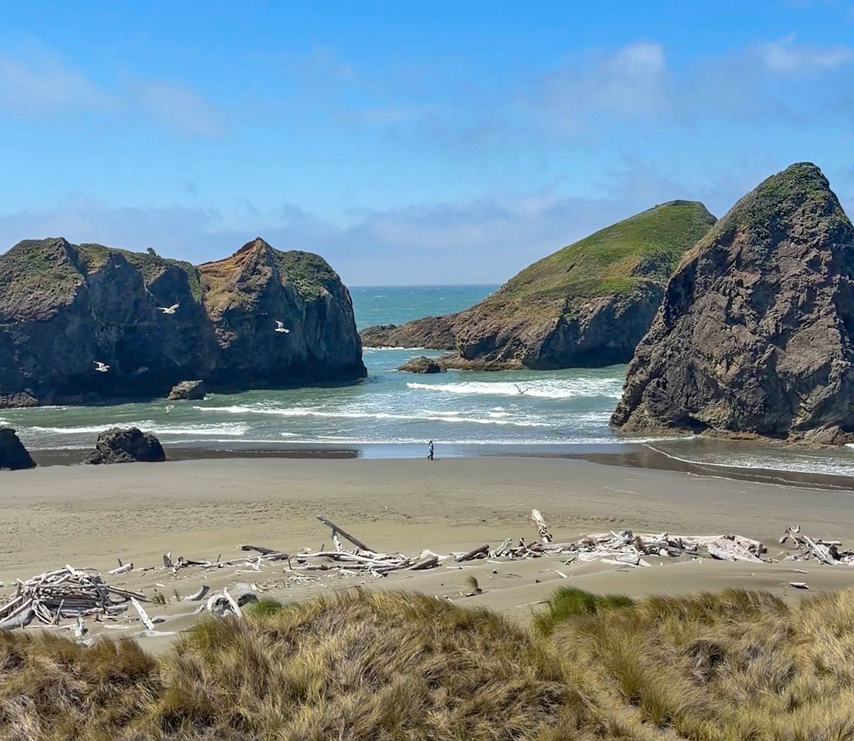 Meyers Creek Beach sea stacks driftwood