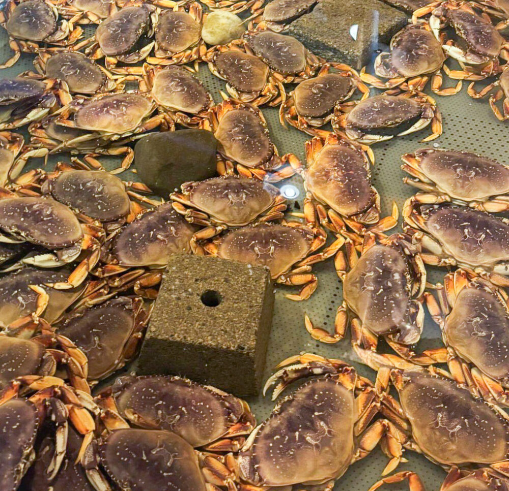 OleBobs Seafood Market live crab container