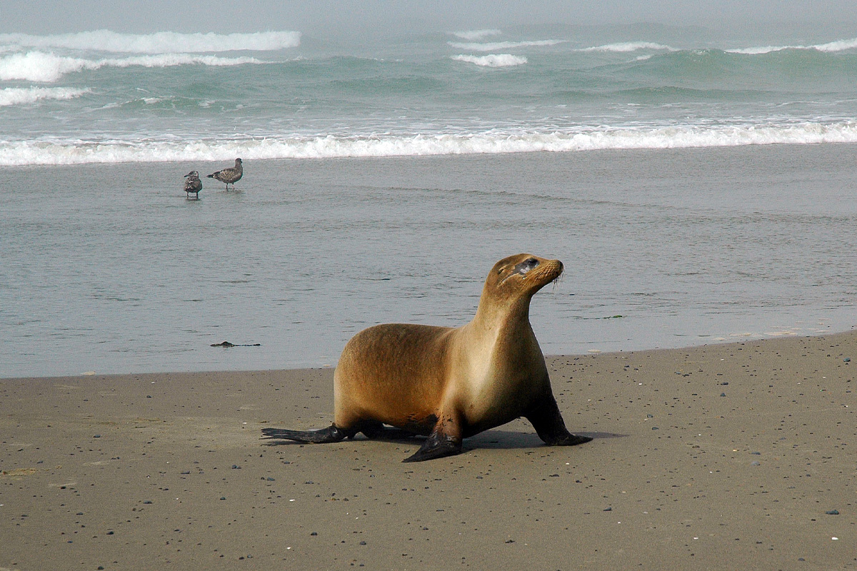 A sea lion on the beach.