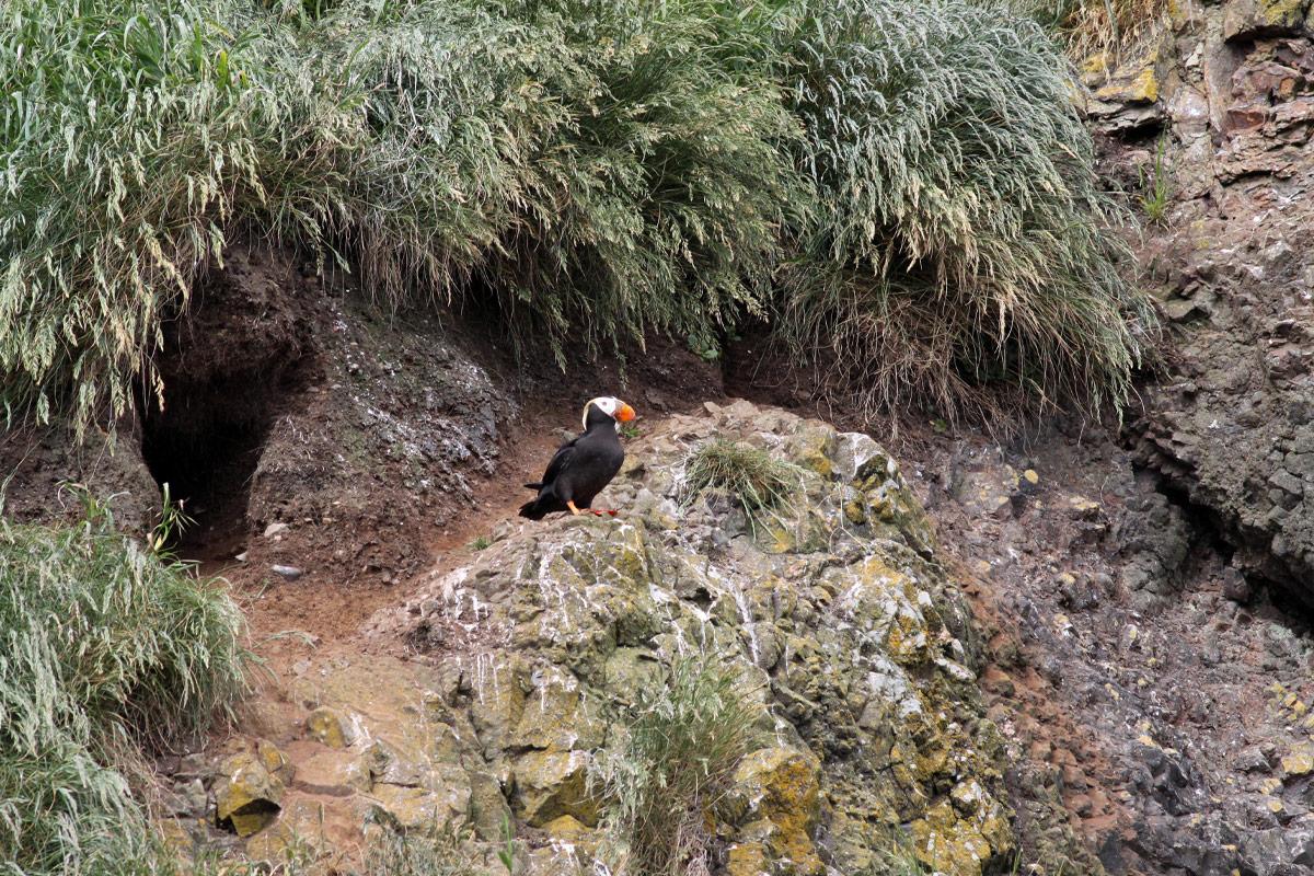 A puffin sits on a rock